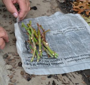 With the butt ends even, wrap the rose cuttings in the wet newspaper.