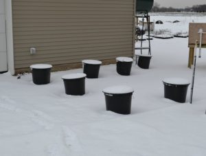 Nursery pots filled with snow covered hardwood cuttings.
