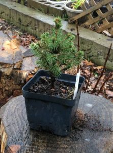 How to Propagate, Root Cuttings, of Dwarf Alberta Spruce.