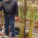48" Golden Curls Willow Cuttings rooting in nursery containers.
