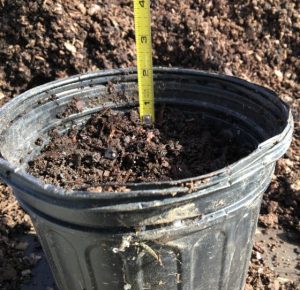 The correct depth for potting rooted cuttings.
