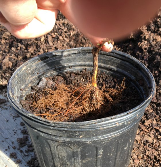 The correct way to place the rooted cutting in the pot, on top of the potting soil.