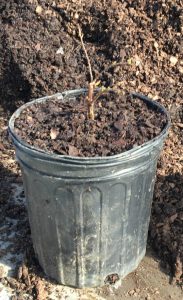 Snowmound Spirea rooted cutting, just potted.