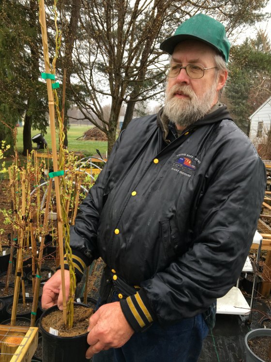 Roger Higgins showing off one of his braided Golden Curls Willow Trees.