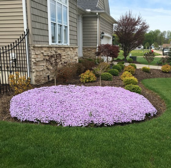 Creeping Phlox used in a corner planting.