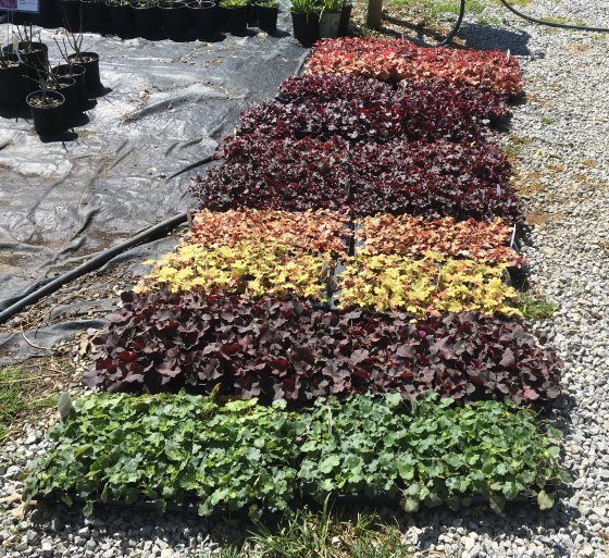 1,000 Coral Bells, Heuchera rooted cuttings ready to pot.