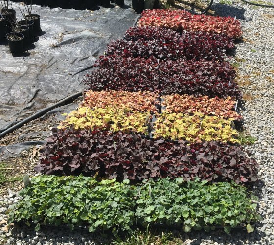 20 Flats of Coral Bells Rooted Cuttings.