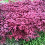 Acer palmatum, 'Purple Ghost' planted in a bed of other Japanese maples.