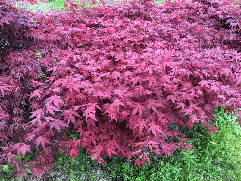 Acer palmatum, 'Purple Ghost' planted in a bed of other Japanese maples.