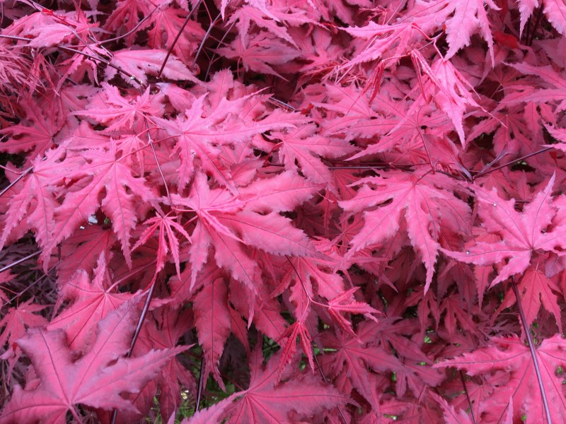 Purple Ghost Japanese Maple