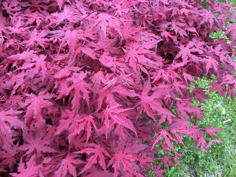'Purple Ghost Japanese maple at Mike's Plant Farm in Perry, Ohio.