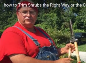 Mike McGroarty, teaching how to trim shrubs.