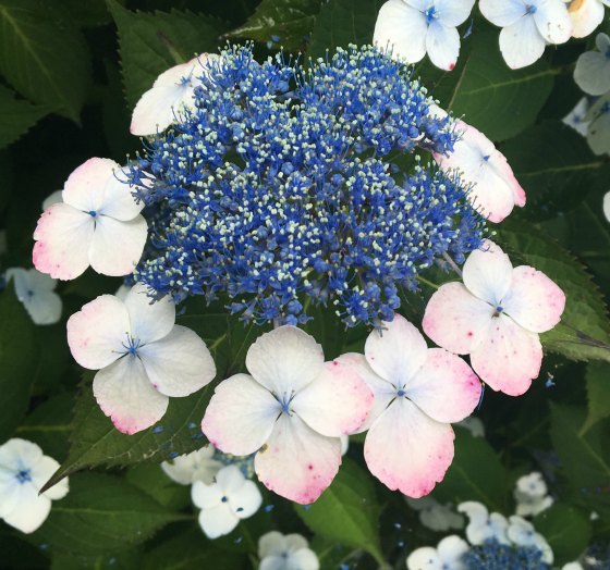 Unknown Hydrangea