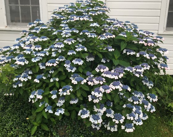 Unknown Hydrangea