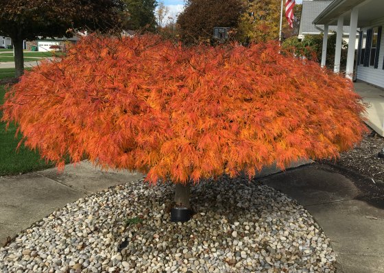 Acer palmatum dissectum 'Waterfall'