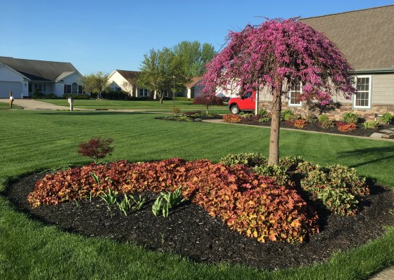 Lavender Twist Weeping Redbud Tree, Coral Bells and a small Japanese maple tree.