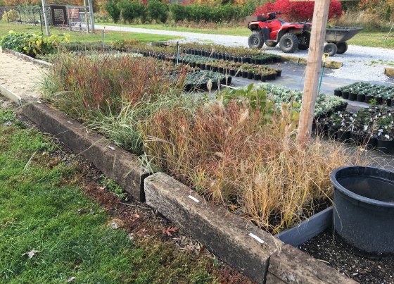 Ornamental grasses heeled in for the winter.