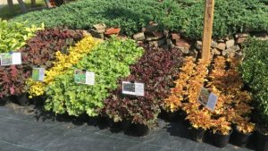 Heuchera, Coral Bells on display at Mike's Plant Farm in Perry, Ohio