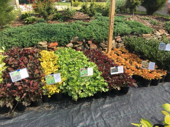 That means that in order for me to grow and sell all of the beautiful Heuchera in this photo, I have to buy them in as plugs, pay for the plants, pay a royalty on each plug that I buy and in most cases I have to buy he tags that contain the plant patent info.