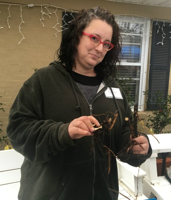 Nathan Strange showing off her comfrey roots.
