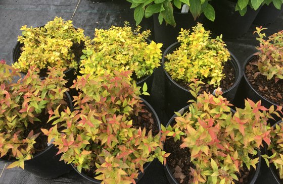 Gold Mound Spirea and Gold Flame Spirea.