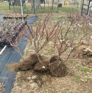 Recently dug Japanese maple trees.