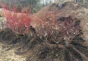 Assorted bare root Japanese Maples heeled into a potting soil pile.