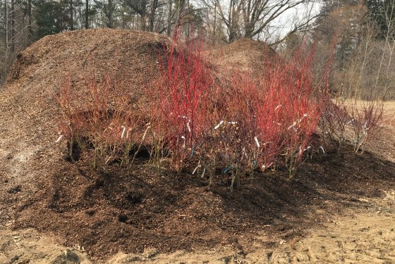 Bare root Japanese maples heeled into a potting soil pile.