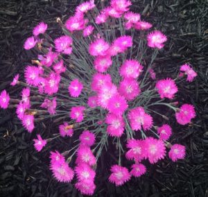Fire Witch Dianthus