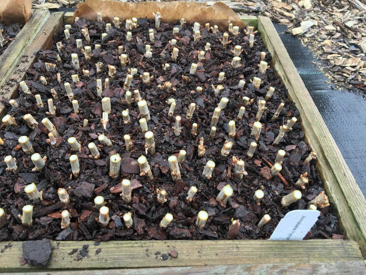 Exactly what is and Where Do I Find Coarse Sand for Rooting Cuttings? -  Mike's Backyard Nursery