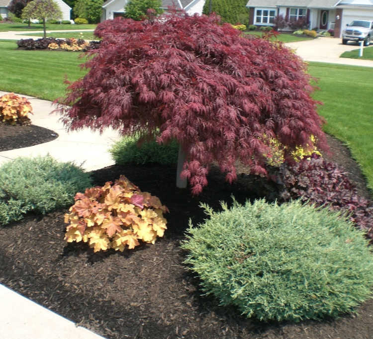 Rare Japanese Maple Varieties 15 And 20 Each Mike S Backyard Nursery