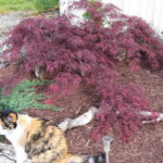 Crimson-Queen-Laceleaf-Weeping-Japanese-maple.