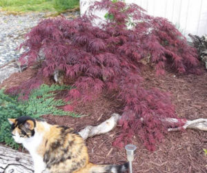 Crimson-Queen-Laceleaf-Weeping-Japanese-maple.