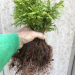 Green Giant Arborvitae Rooted Cuttings.