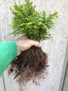 Green Giant Arborvitae Rooted Cuttings.