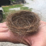 A-birds-nest-made-with-100-donkey-hair.