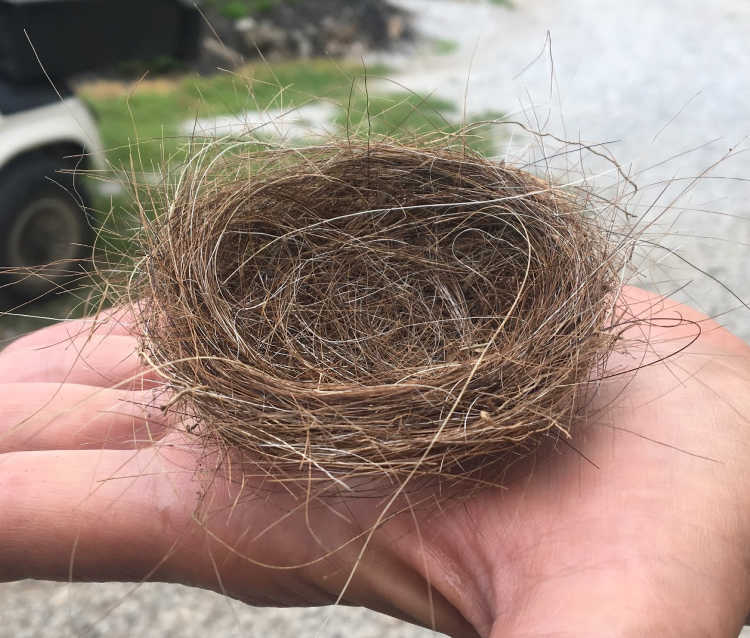 A Bird's Nest Made with 100% Donkey Hair!