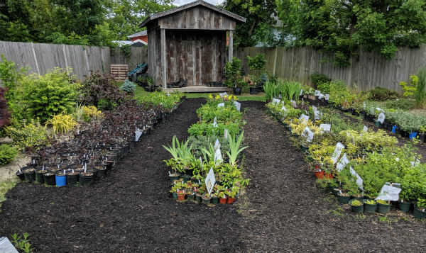 Robin s Backyard Nursery Forest Ontario Canada Mike s Backyard Nursery