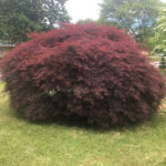Crimson Queen Laceleaf Weeping Japanese Maple.