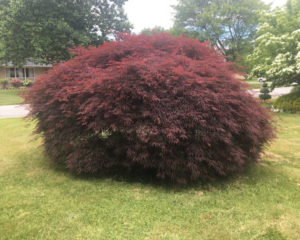Crimson Queen Laceleaf Weeping Japanese Maple.