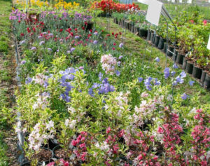 Spring-Plant-Sale at Whistle Hill Nursery in Clinton, Tennesse