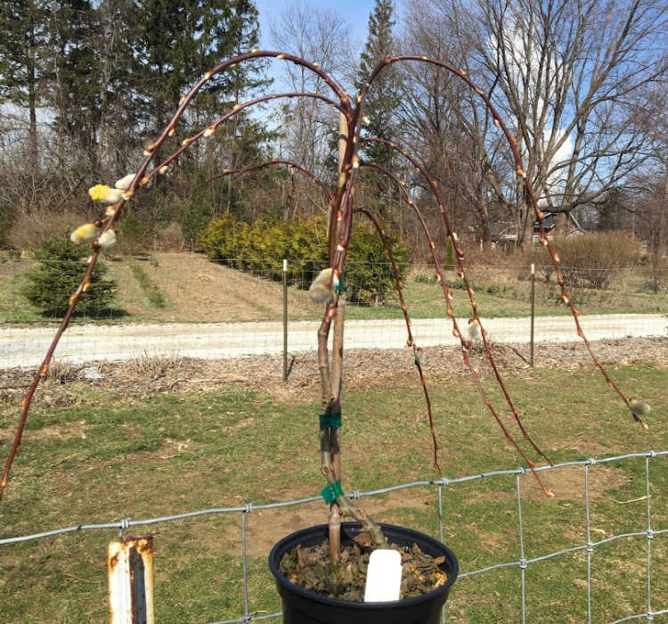 Salix, Pussy Willow 'Weeping