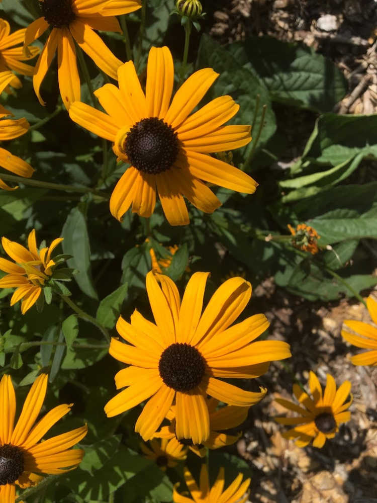 Black-eyed Susan