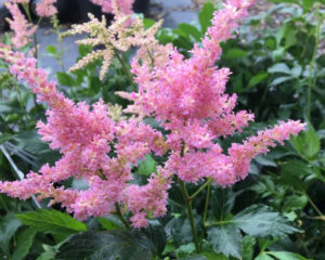 Astilbe at Mike's Plant Farm