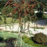 Cotoneaster Apiculata Tree Form