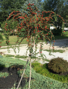Cotoneaster Apiculata Tree Form