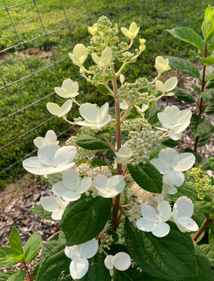Image of Pink diamond hydrangea in landscaped setting