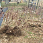 Bare Root Japanese Maple Trees about to be Heeled in.