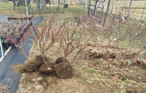 Bare Root Japanese Maple Trees about to be Heeled in.