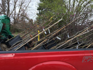 Stacking trees in a pick up truck.